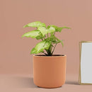 Zeno ginger Ceramic Pots for Indoor Plants, Planters, Flower, Pots-1