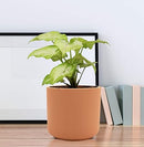 Zeno ginger Ceramic Pots for Indoor Plants, Planters, Flower, Pots-2