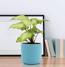 Zeno aqua Ceramic Pots for Indoor Plants, Planters, Flower, Pots-3