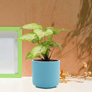 Zeno aqua Ceramic Pots for Indoor Plants, Planters, Flower, Pots-4