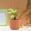 Zeno ginger Ceramic Pots for Indoor Plants, Planters, Flower, Pots-3