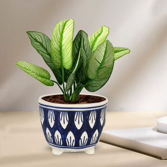 Sharon Ceramic Pots for Indoor Plants, Planters, Flower Pot